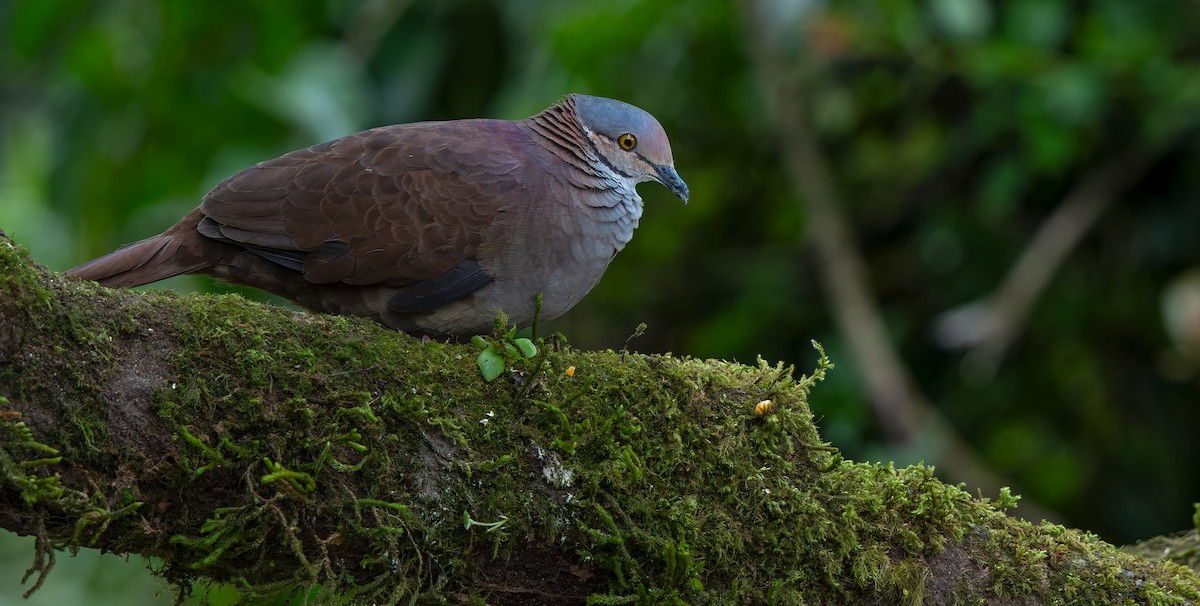 White-throated Quail-Dove - W. Gareth Rasberry