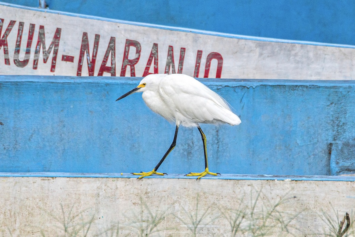 Snowy Egret - Enrique Mejía