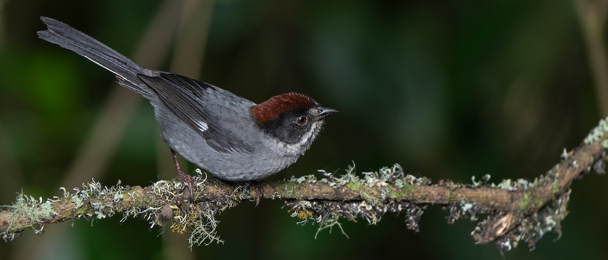 Slaty Brushfinch - W. Gareth Rasberry