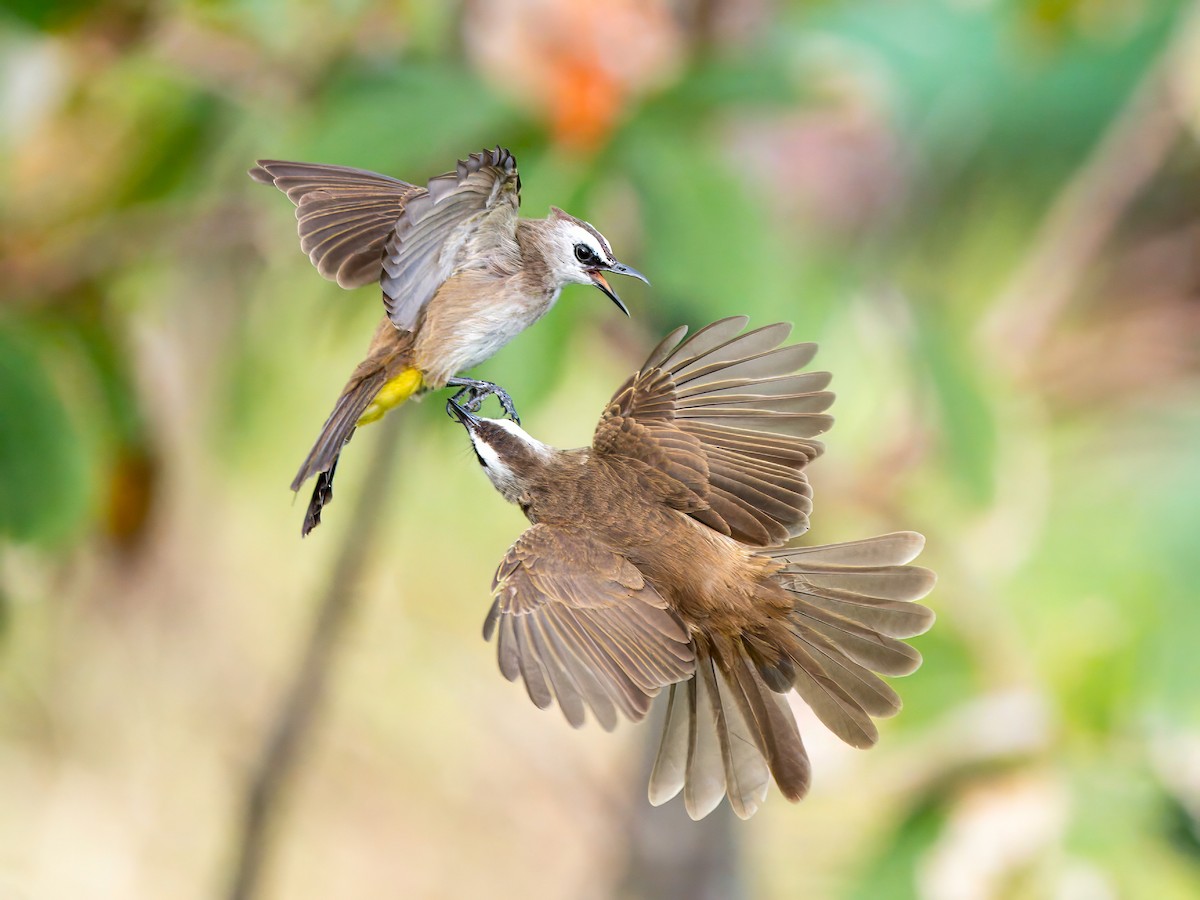 Yellow-vented Bulbul - ML611682197