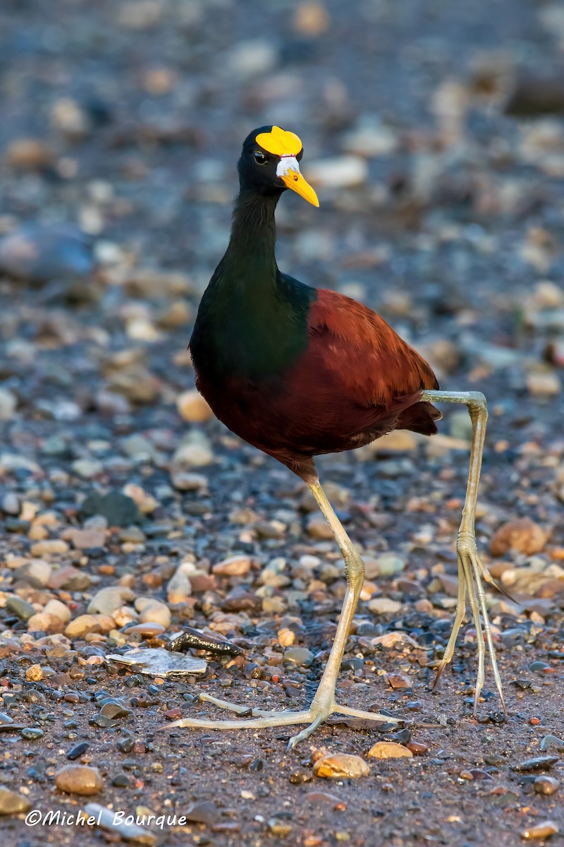 Northern Jacana - Michel Bourque