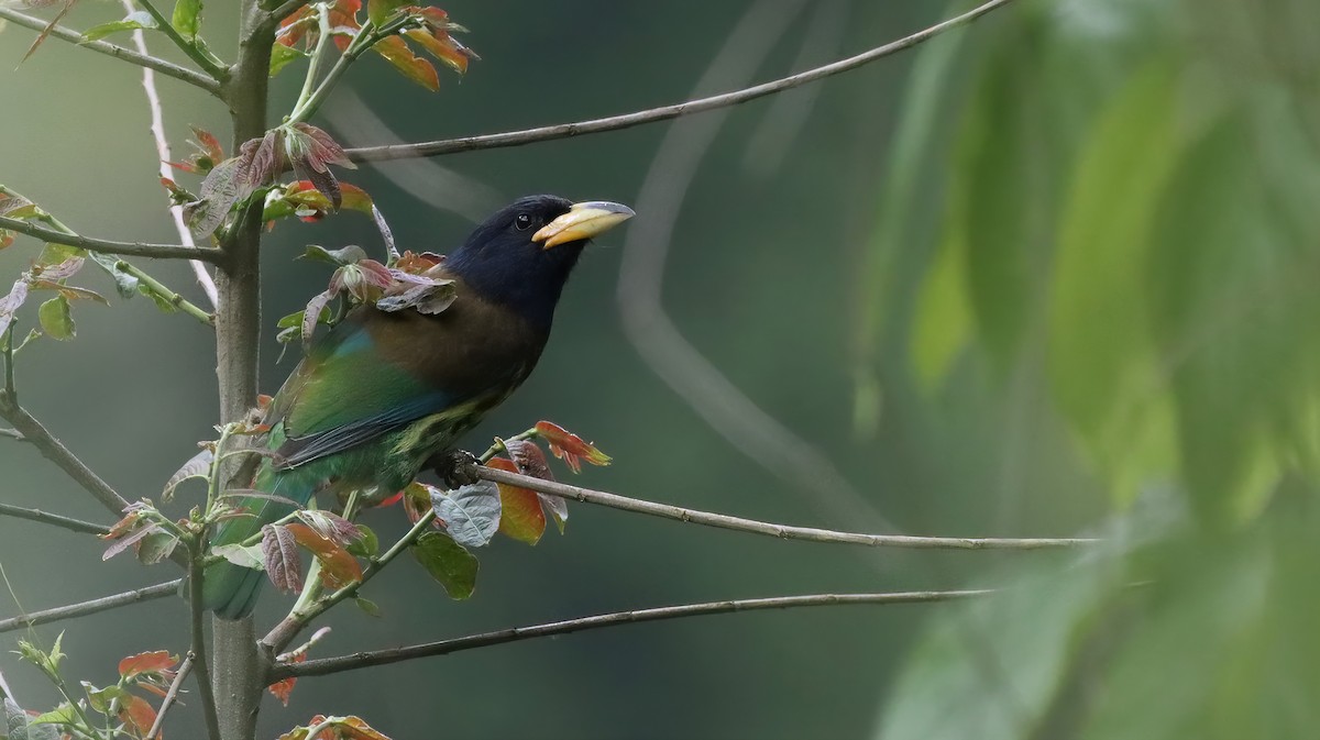 Great Barbet - ML611682273