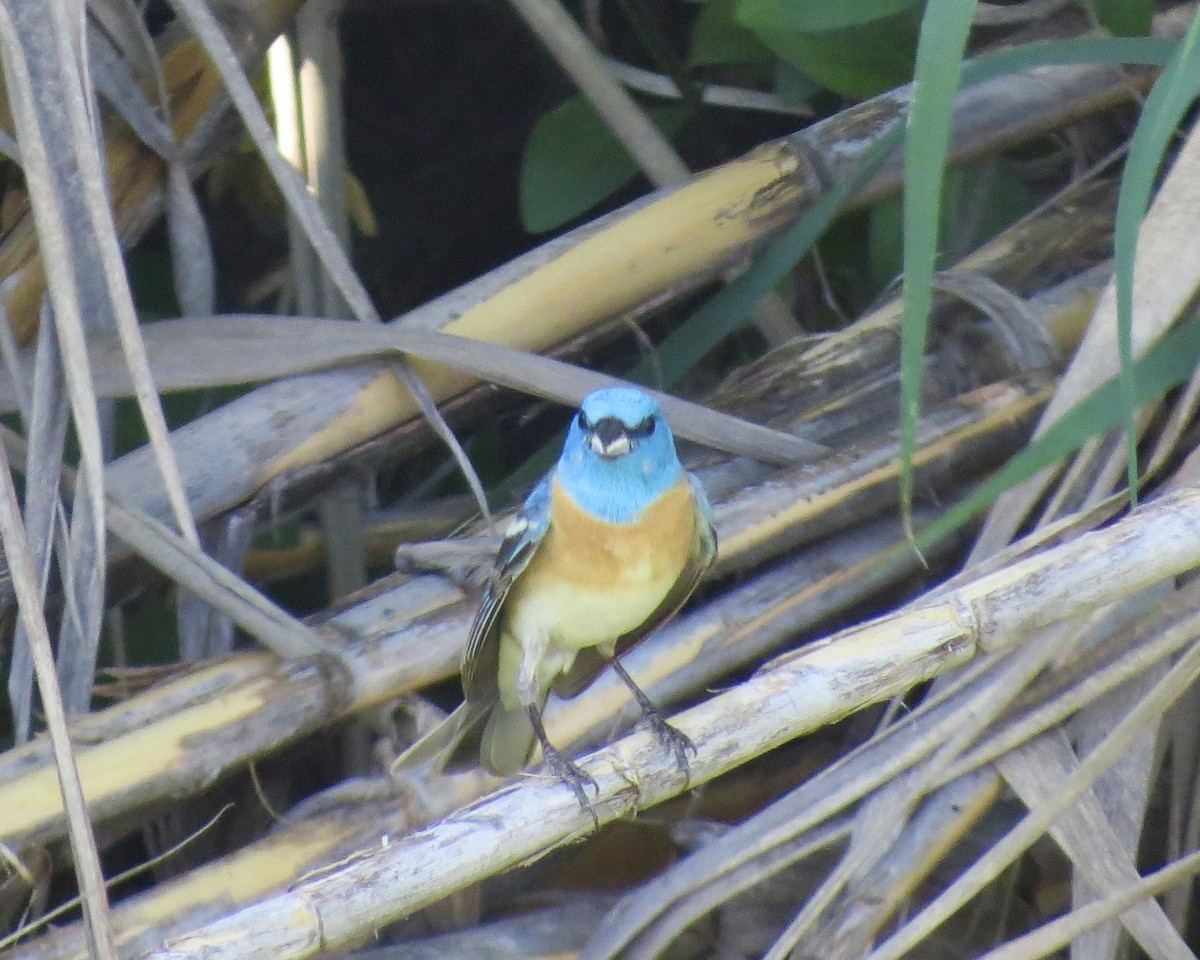 Lazuli Bunting - ML611682296