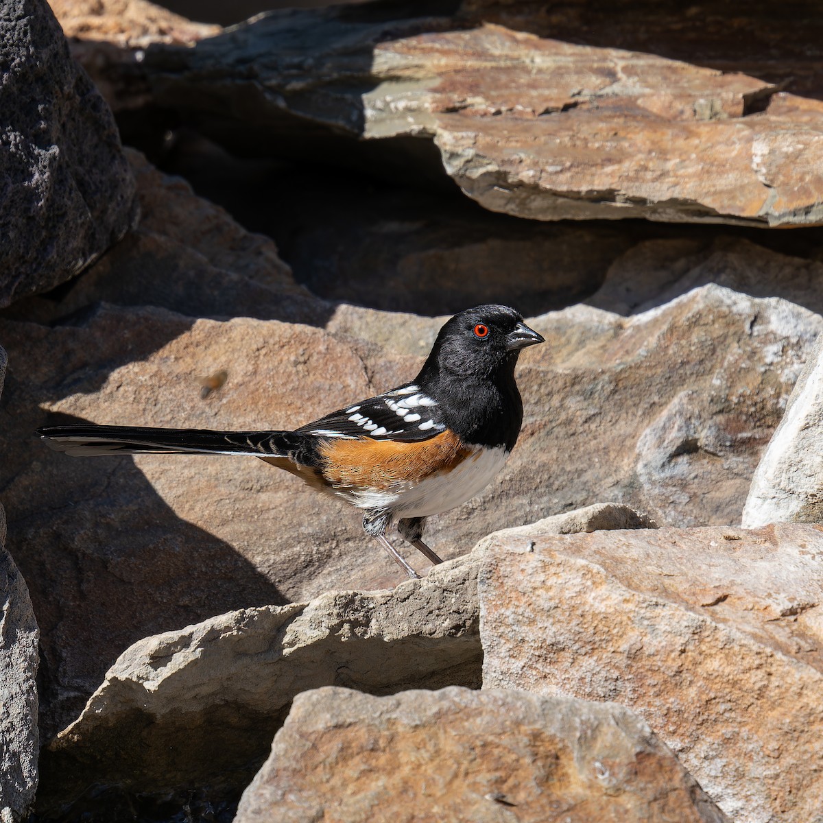 Spotted Towhee - Lynzie Flynn