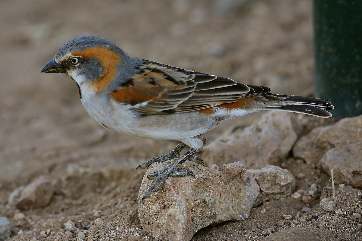 Kenya Rufous Sparrow - Ad Konings