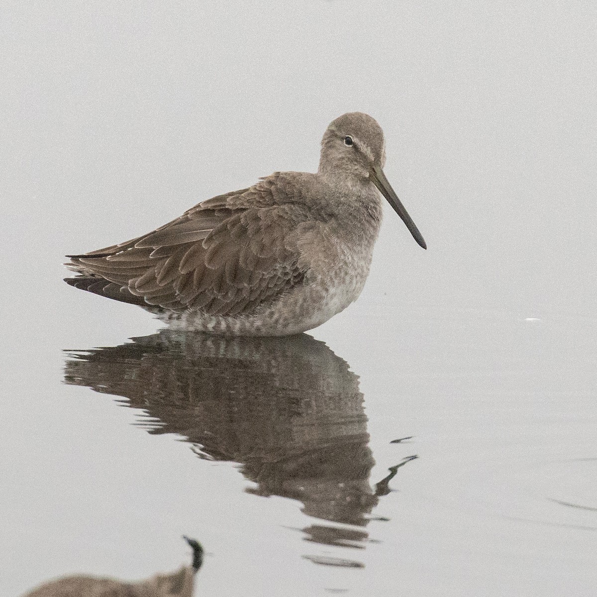 Long-billed Dowitcher - ML611682476