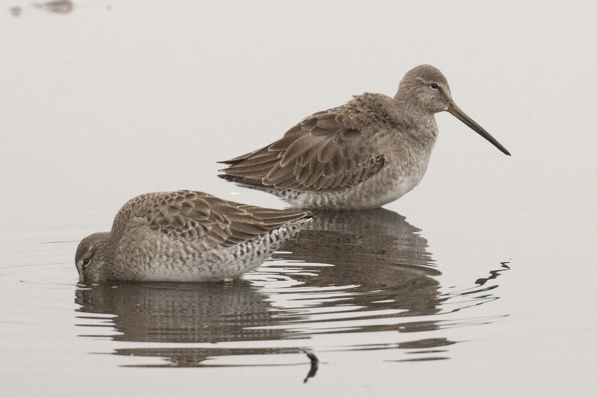 Long-billed Dowitcher - ML611682477