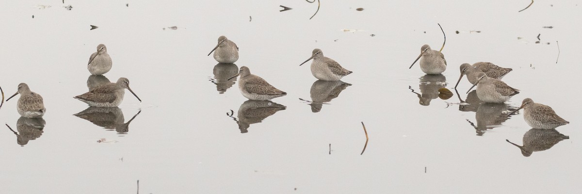 Long-billed Dowitcher - ML611682478