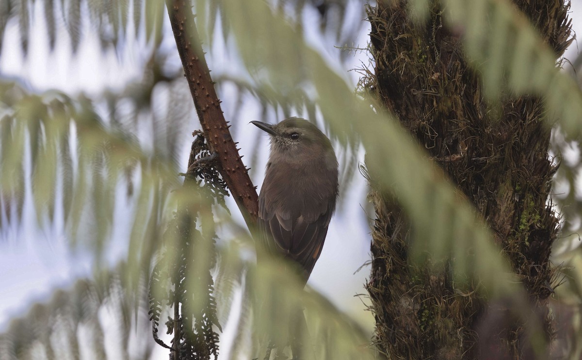 Smoky Bush-Tyrant - ML611682541