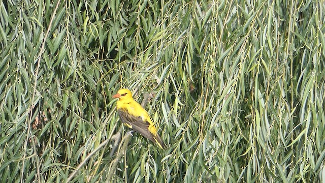 Indian Golden Oriole - ML611682606