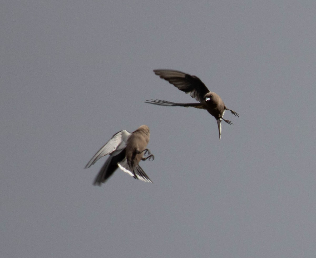 Dusky Woodswallow - ML611682636