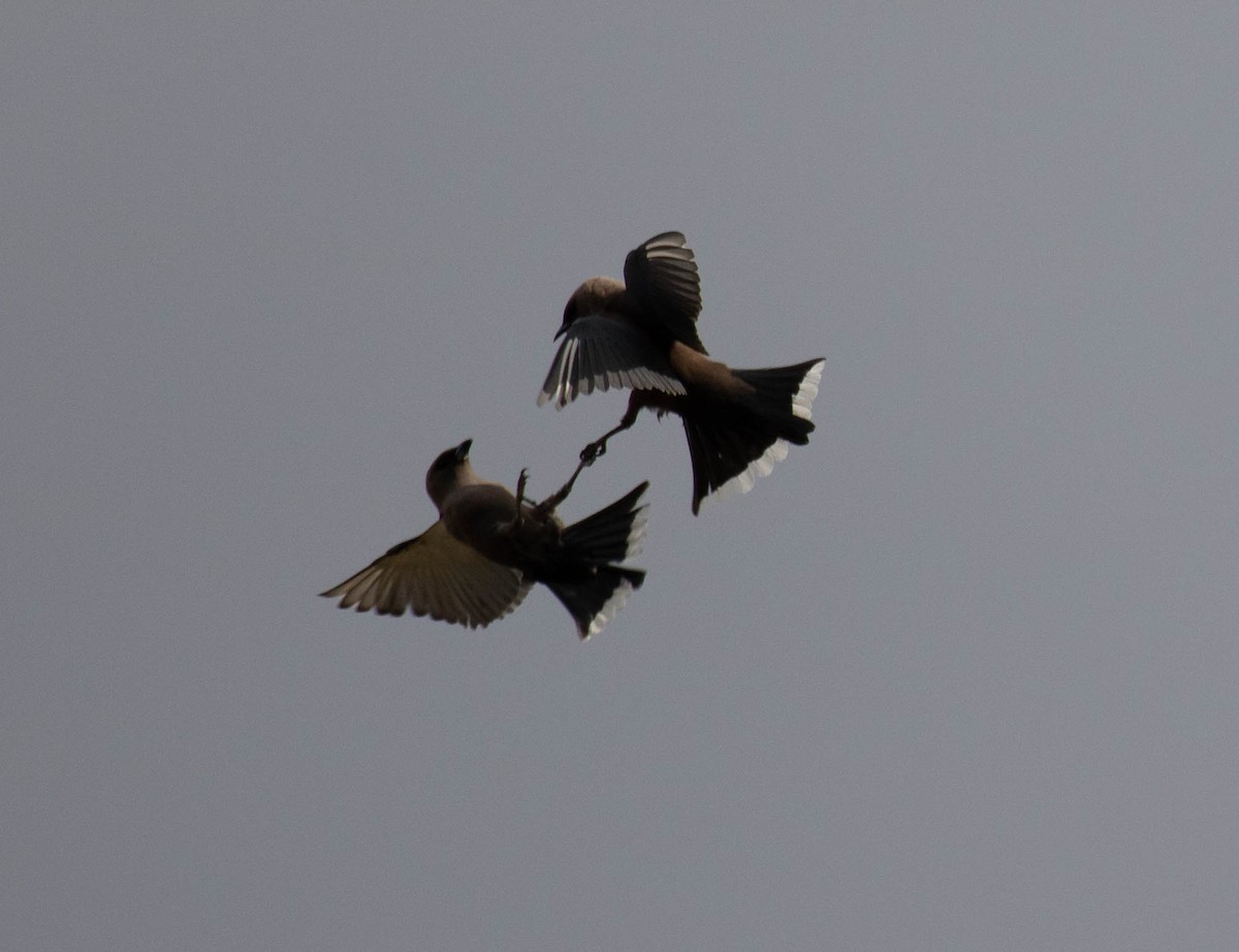 Dusky Woodswallow - ML611682641