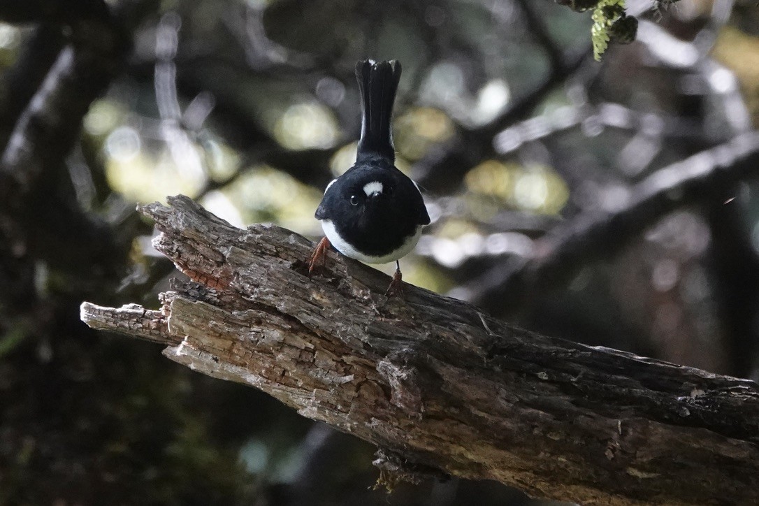 Tomtit - Christopher Carlson