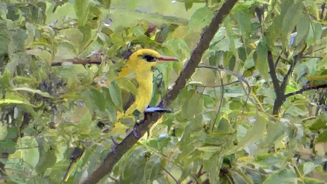 Indian Golden Oriole - ML611682672