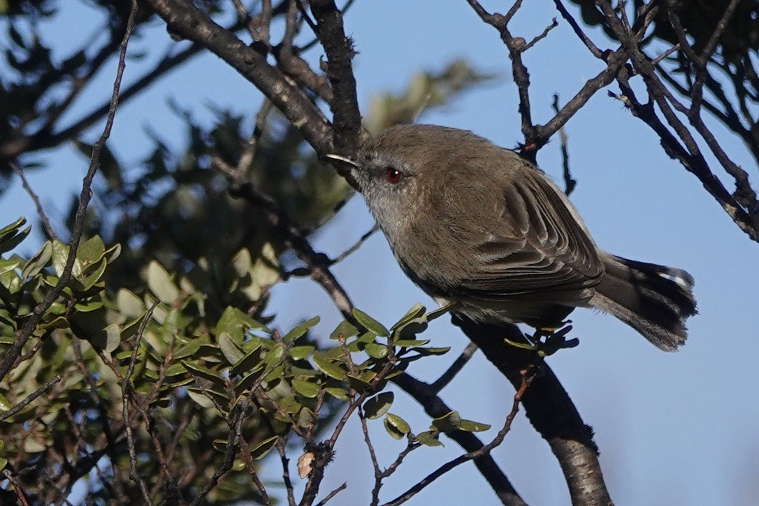 Gray Gerygone - Christopher Carlson