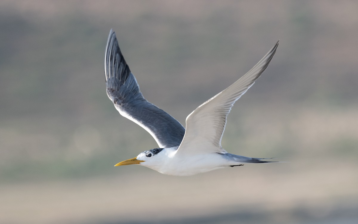 Great Crested Tern - ML611682716