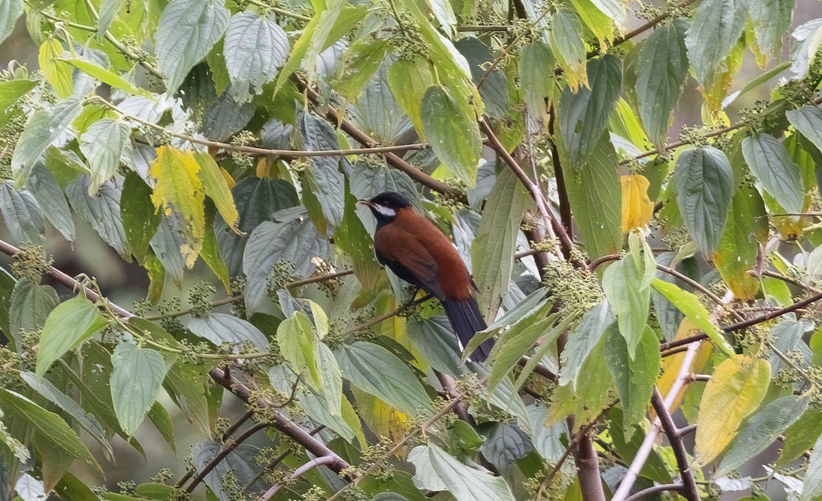 White-eared Solitaire - ML611682720