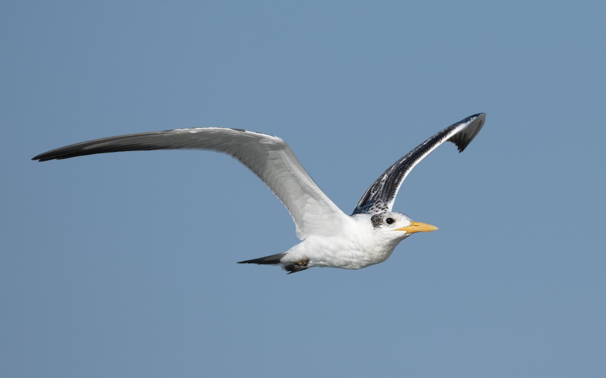 Great Crested Tern - ML611682724