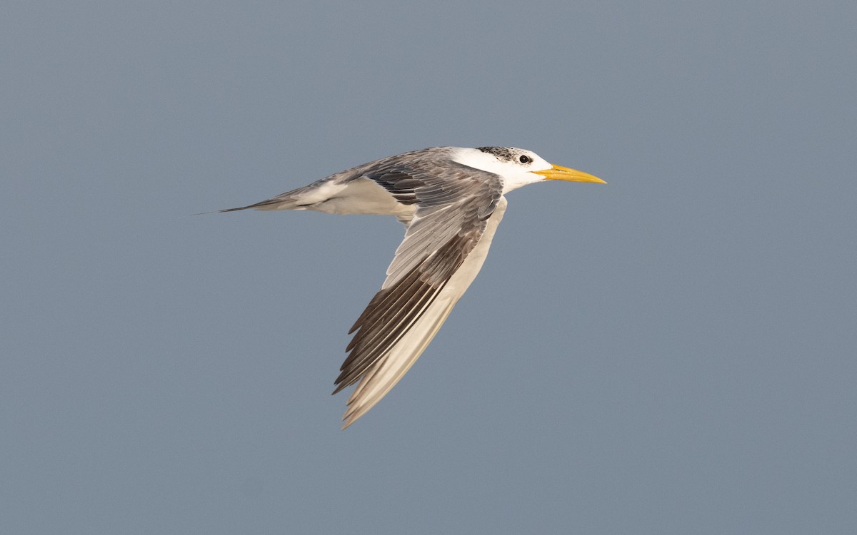 Great Crested Tern - ML611682762
