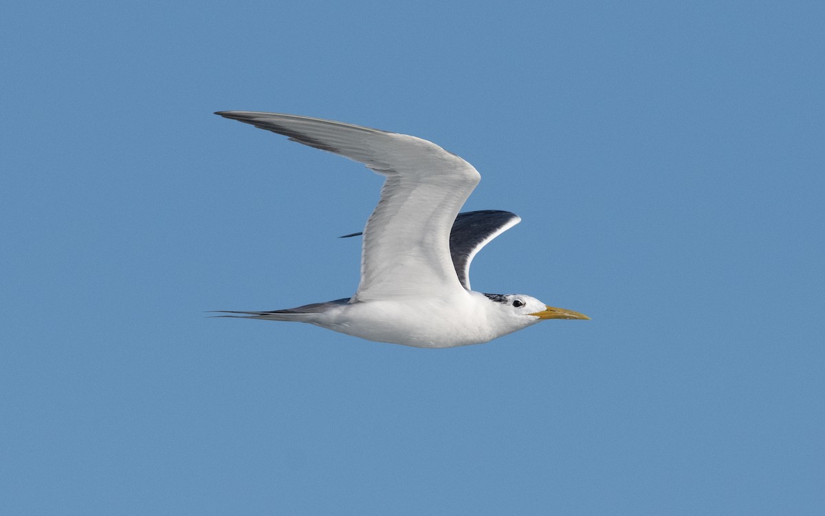 Great Crested Tern - ML611682768