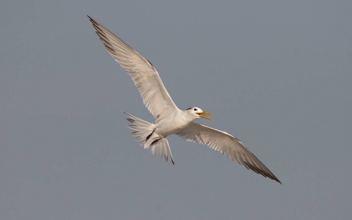 Great Crested Tern - ML611682776