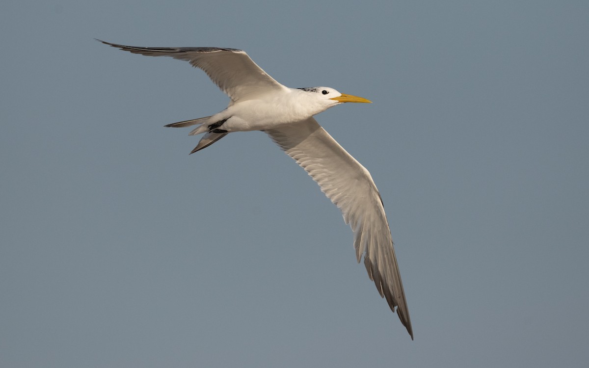 Great Crested Tern - ML611682783