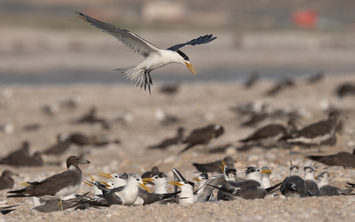 Great Crested Tern - ML611682793