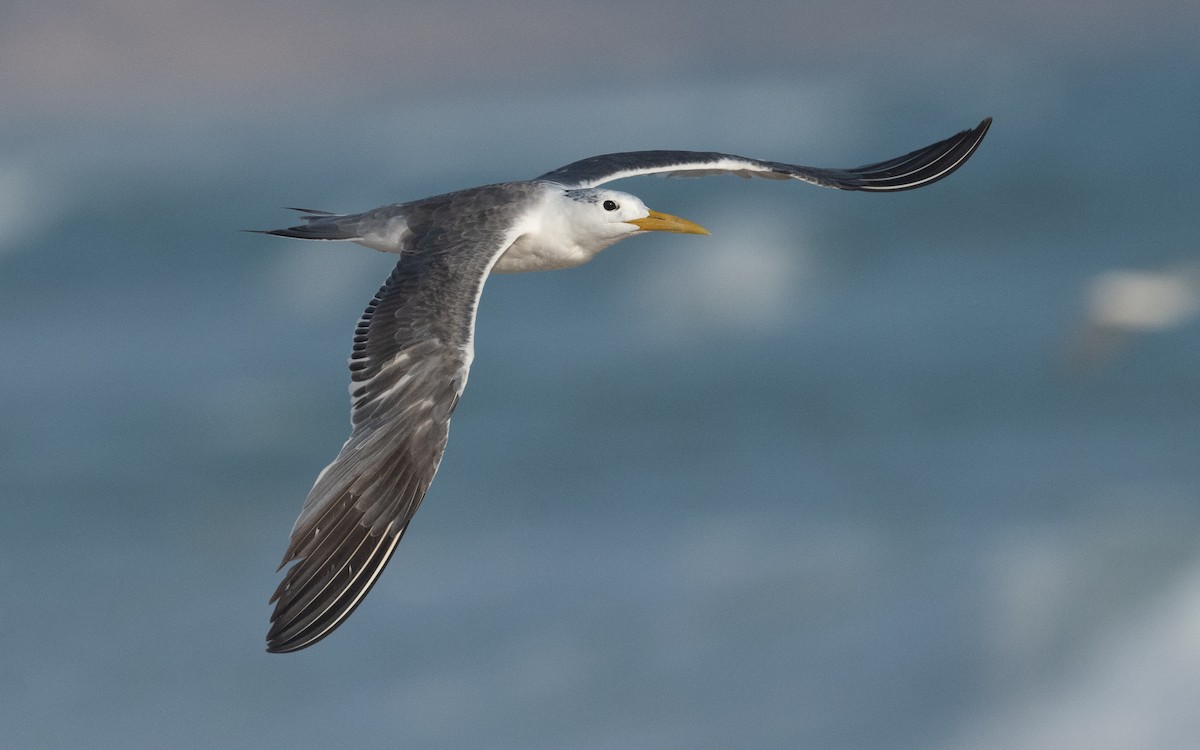 Great Crested Tern - ML611682797