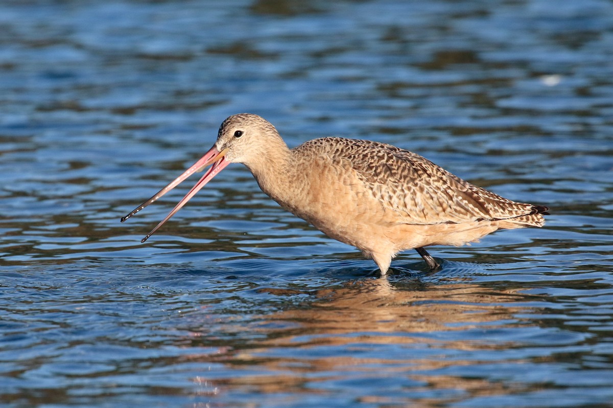 Marbled Godwit - ML611682806