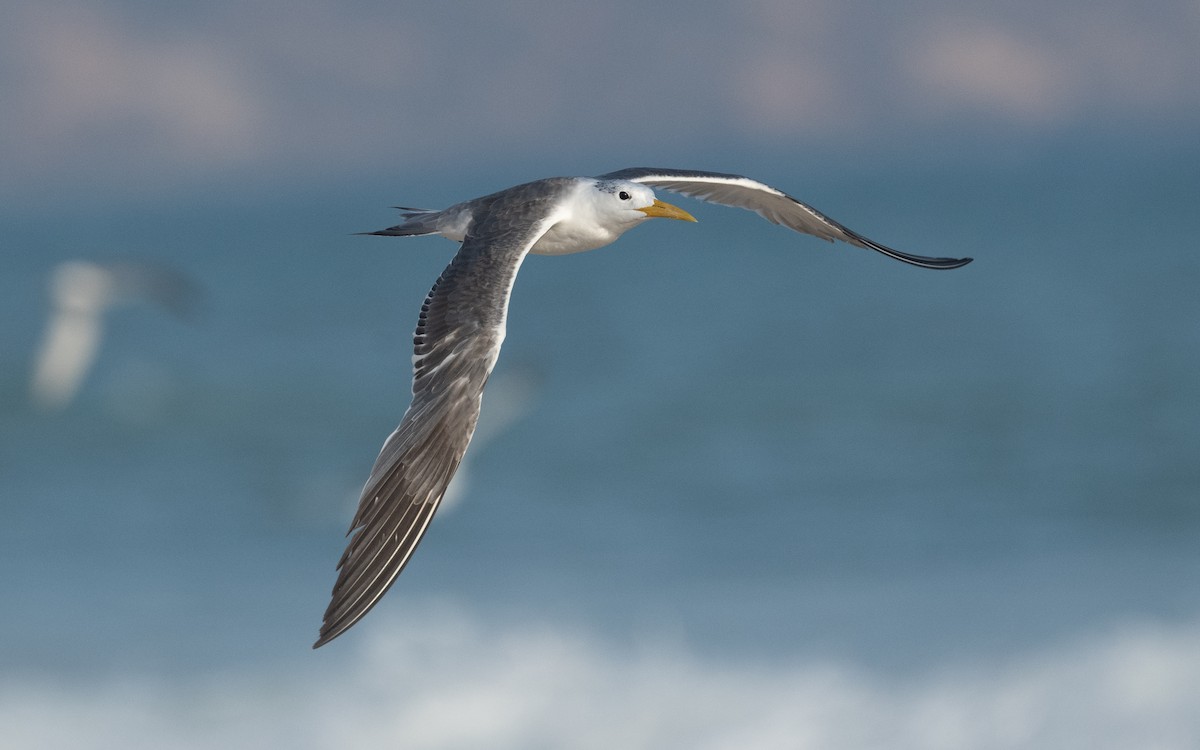 Great Crested Tern - ML611682808