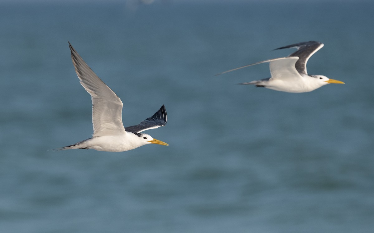 Great Crested Tern - ML611682814