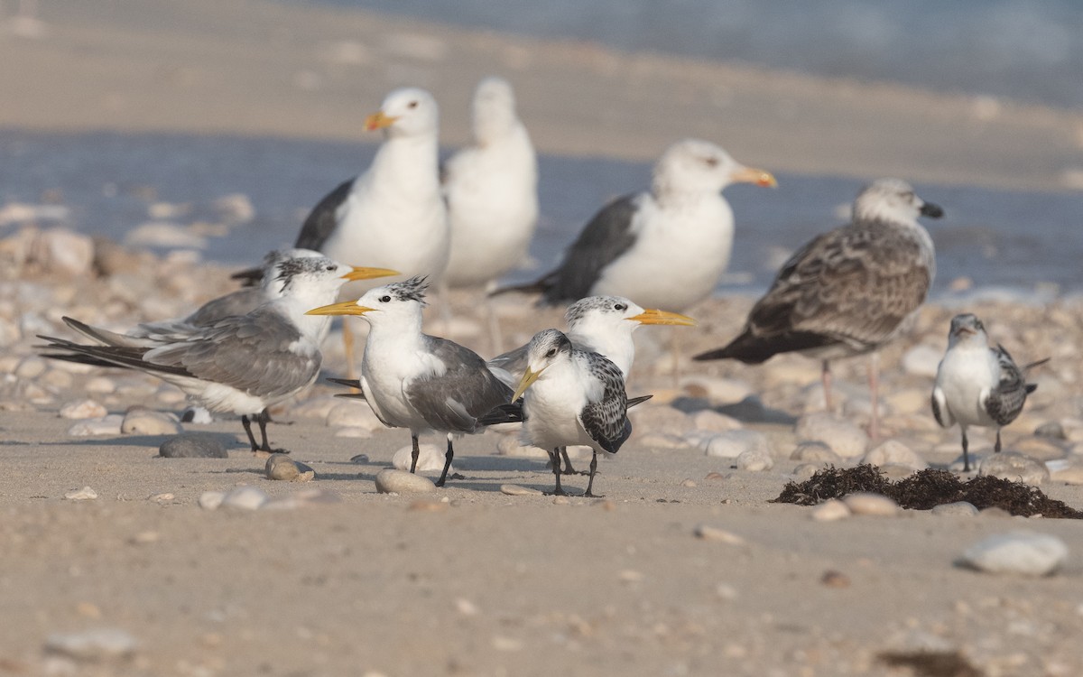 Great Crested Tern - ML611682819