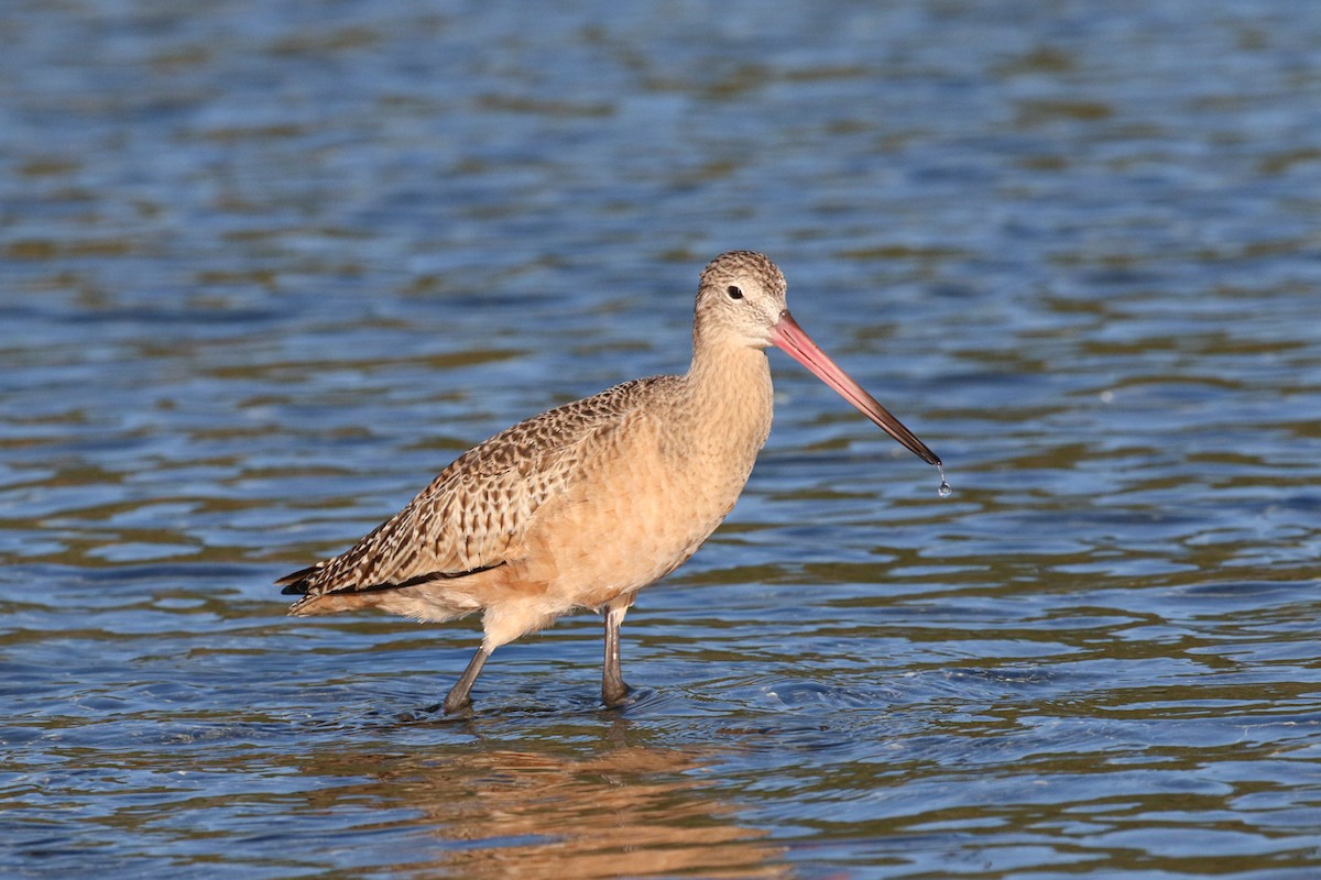 Marbled Godwit - ML611682820