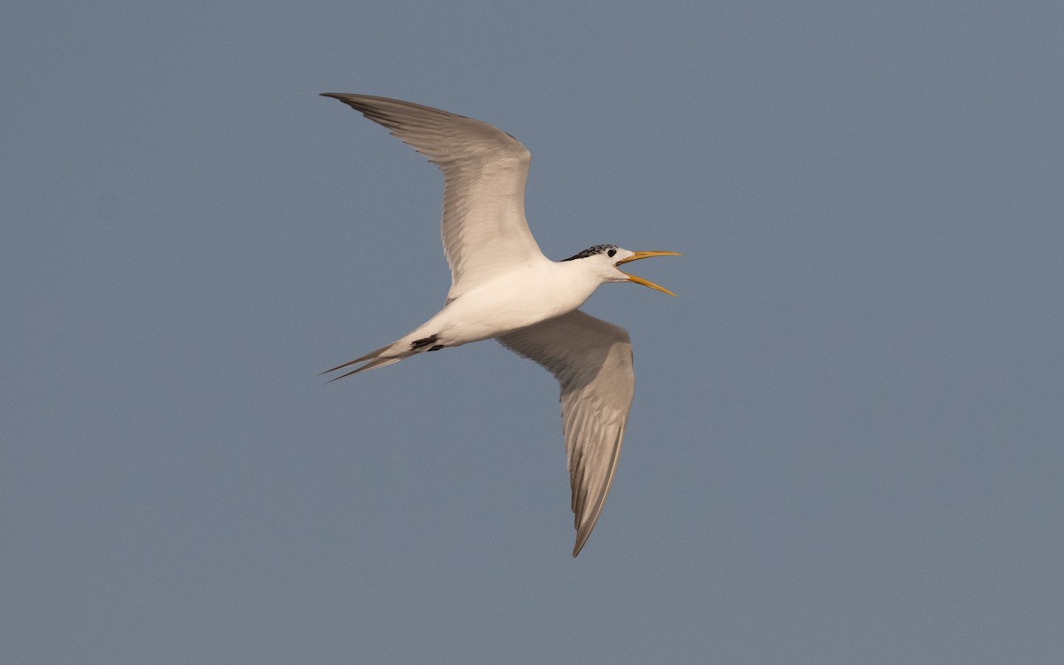 Great Crested Tern - ML611682825