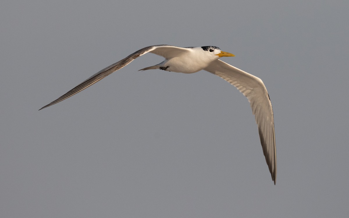 Great Crested Tern - ML611682847