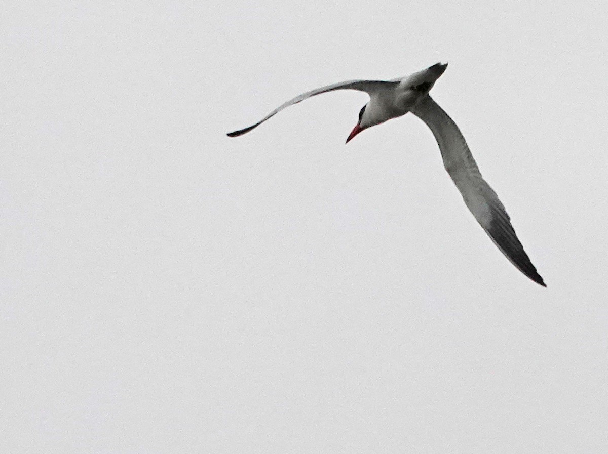 large tern sp. - ML611682855