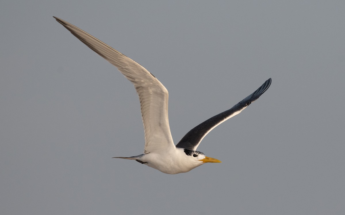 Great Crested Tern - ML611682858