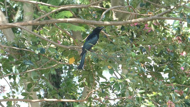 Drongo à crinière - ML611682866