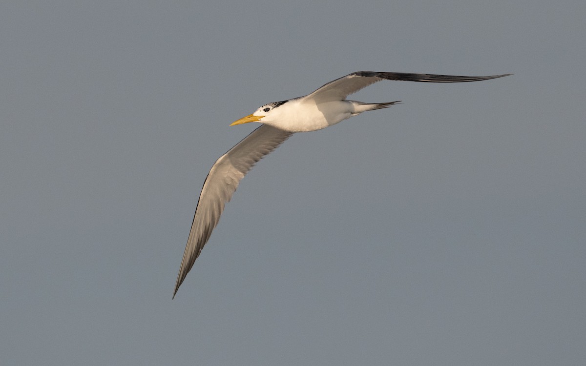 Great Crested Tern - ML611682869