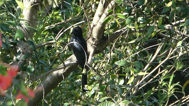 Hair-crested Drongo - ML611682870