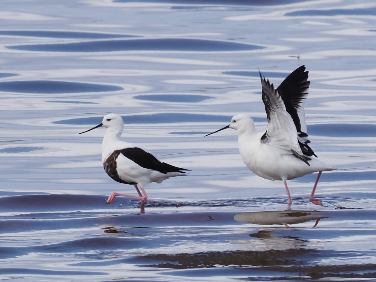 Banded Stilt - ML611682889