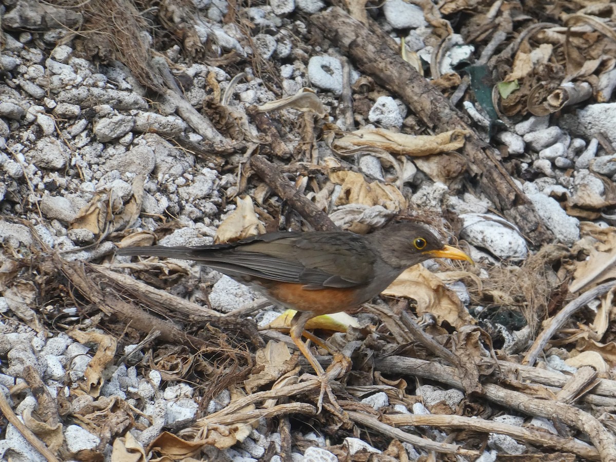 Дрізд мінливоперий (підвид erythropleurus) - ML611682900