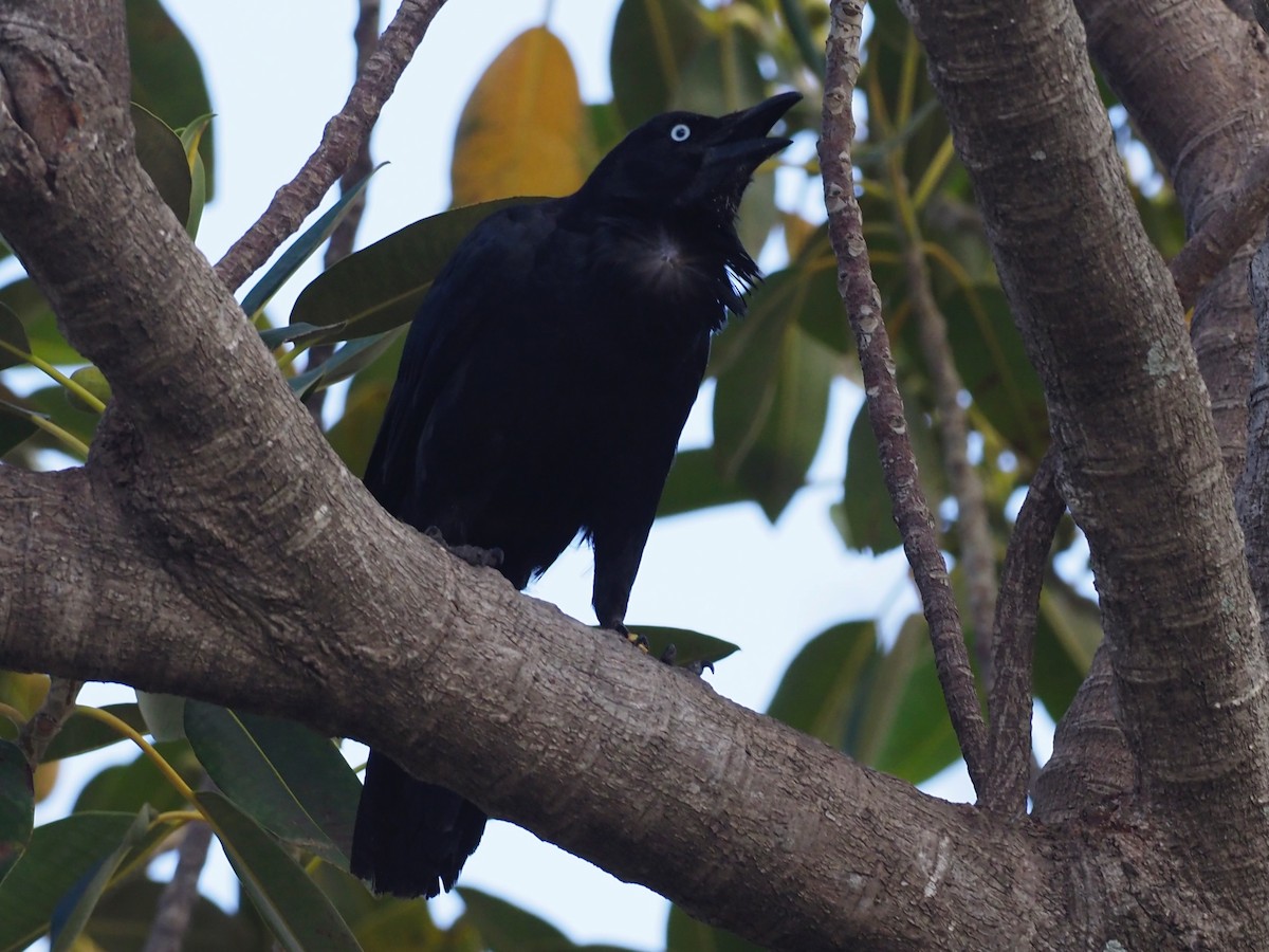 Australian Raven - ML611682901