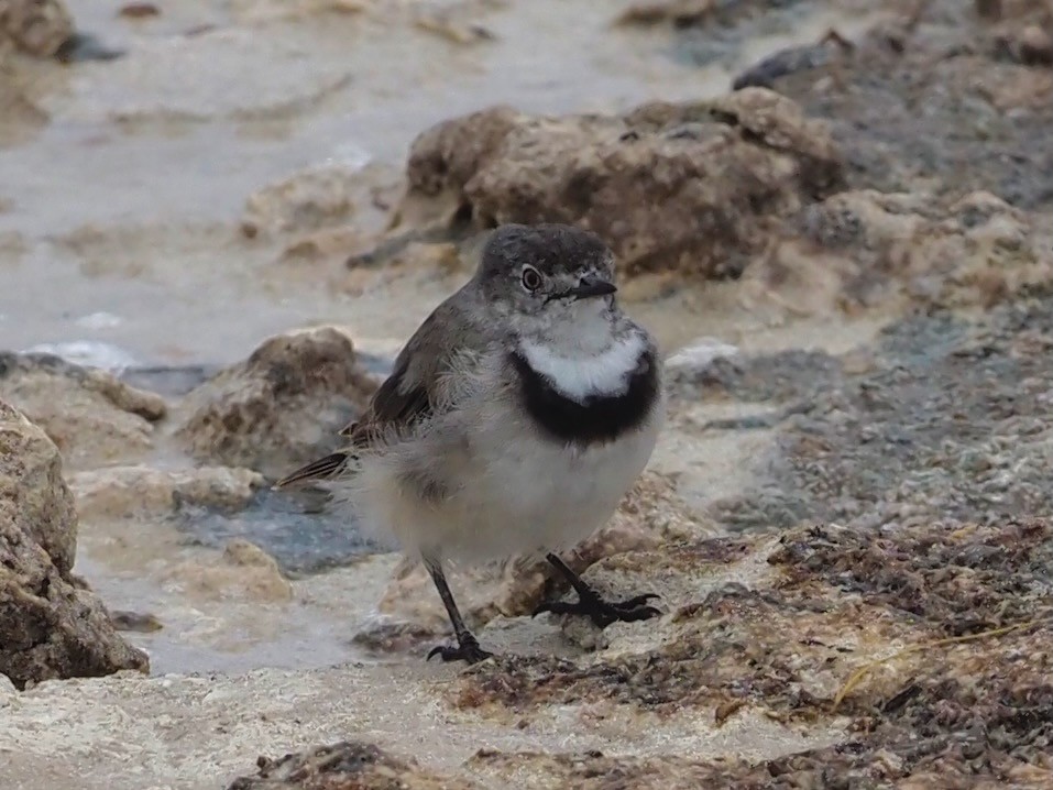 White-fronted Chat - ML611682903