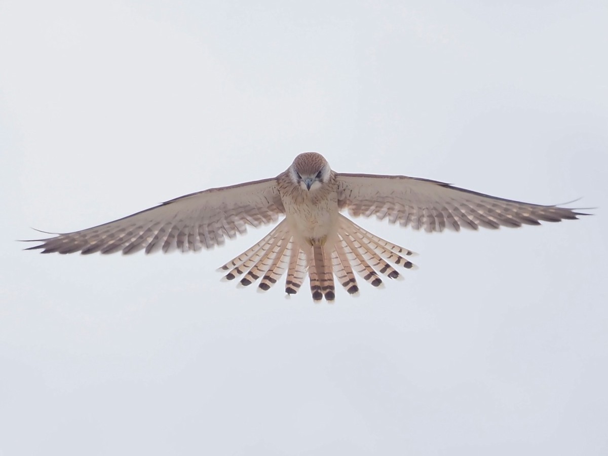 Nankeen Kestrel - ML611682916