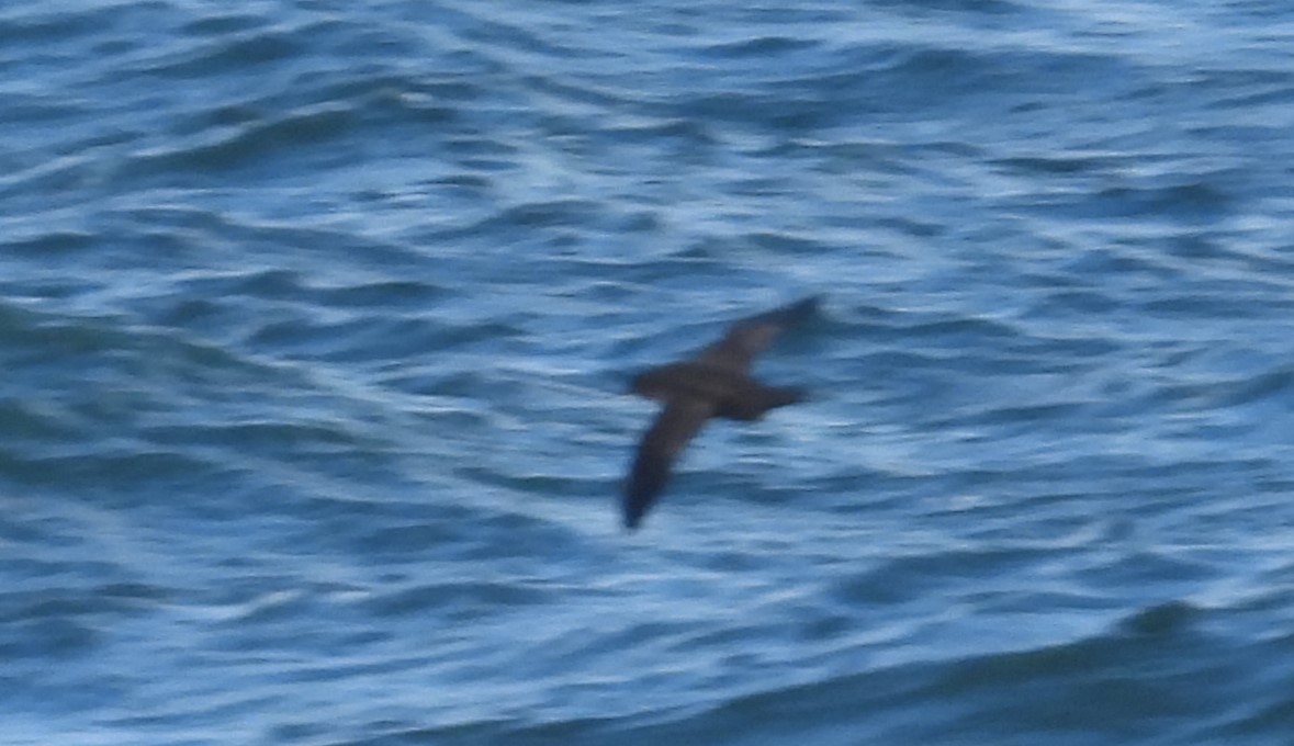 Sooty/Short-tailed Shearwater - ML611683066