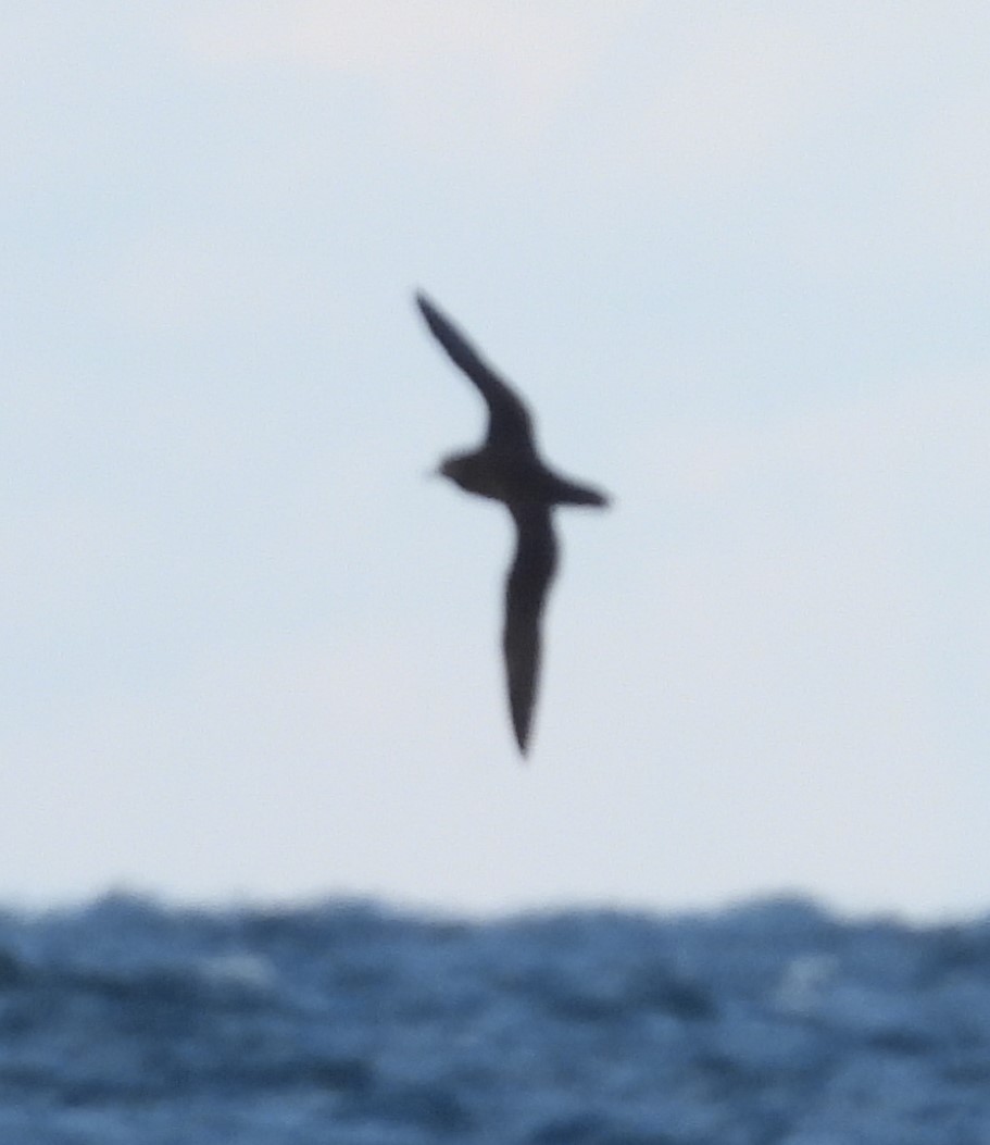 Sooty/Short-tailed Shearwater - ML611683067