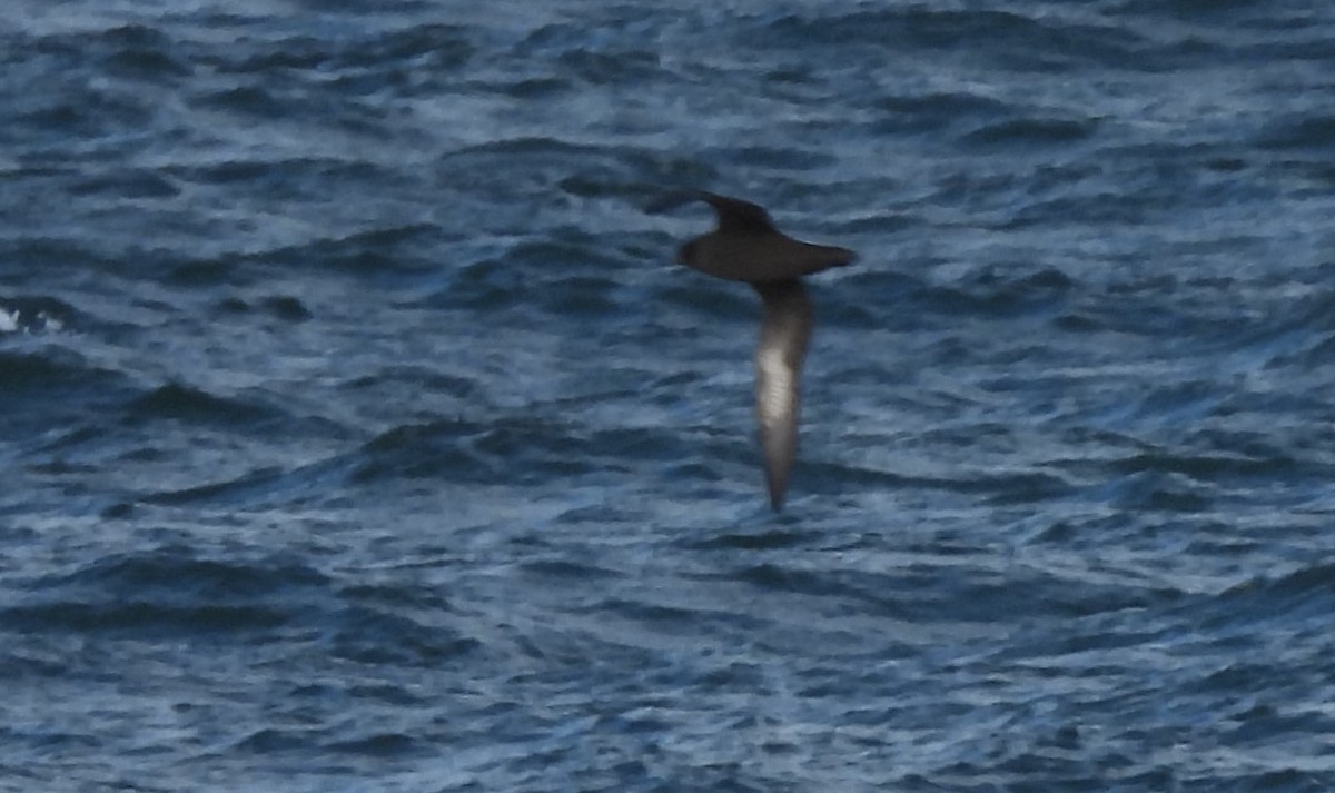 Sooty/Short-tailed Shearwater - ML611683068