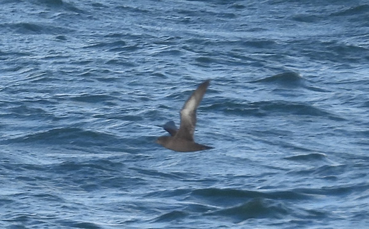 Sooty/Short-tailed Shearwater - ML611683071