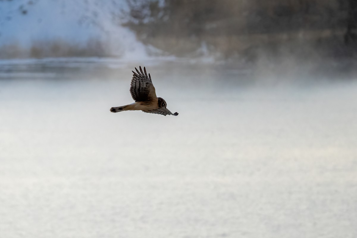 Northern Harrier - Debbie Tubridy